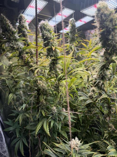 Gorilla GG4 - Ganja Farmer. Week 12