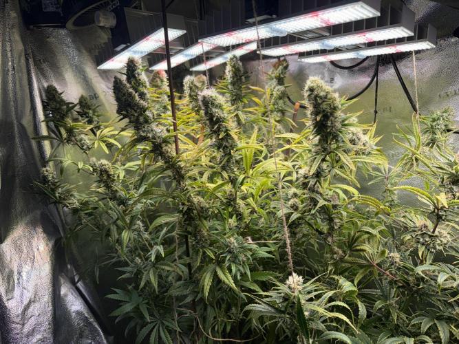 Gorilla GG4 - Ganja Farmer. Week 12