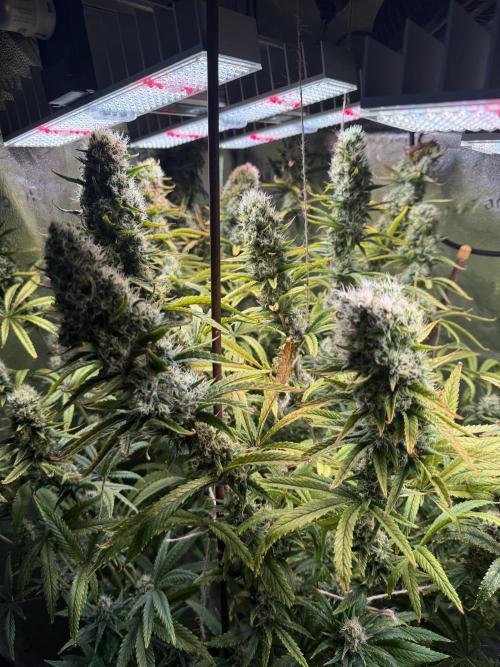 Gorilla GG4 - Ganja Farmer. Week 12