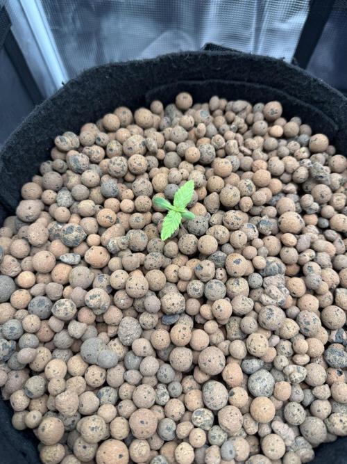 Jack Herer - Sensi Seeds. Week 0