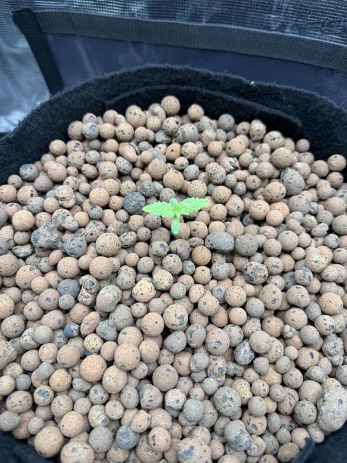 Jack Herer - Sensi Seeds. Week 0