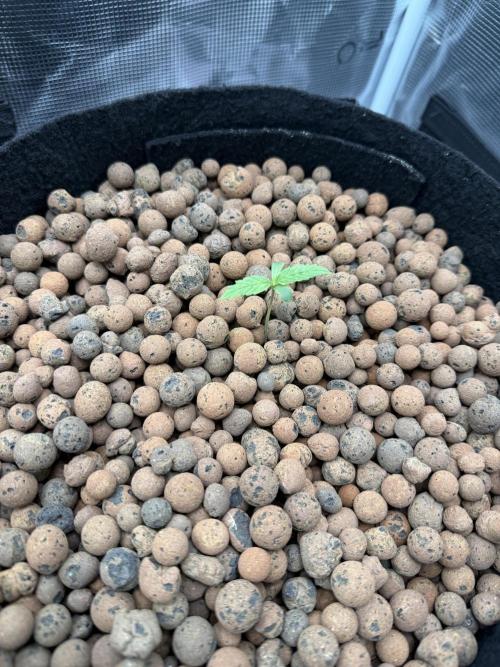 Jack Herer - Sensi Seeds. Week 0