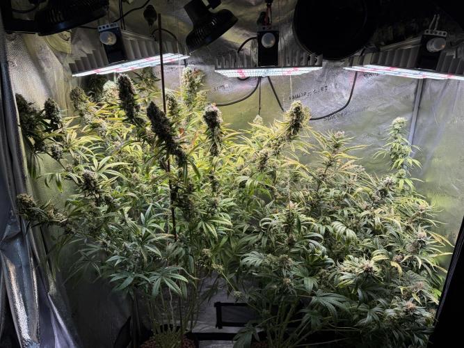 Gorilla GG4 - Ganja Farmer. Week 13