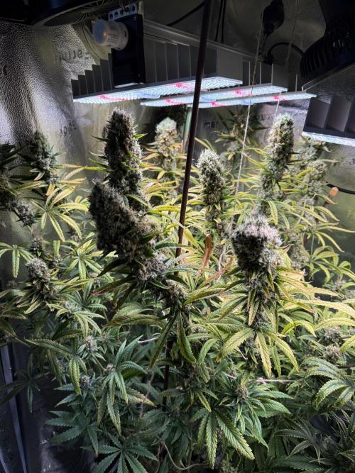 Gorilla GG4 - Ganja Farmer. Week 13