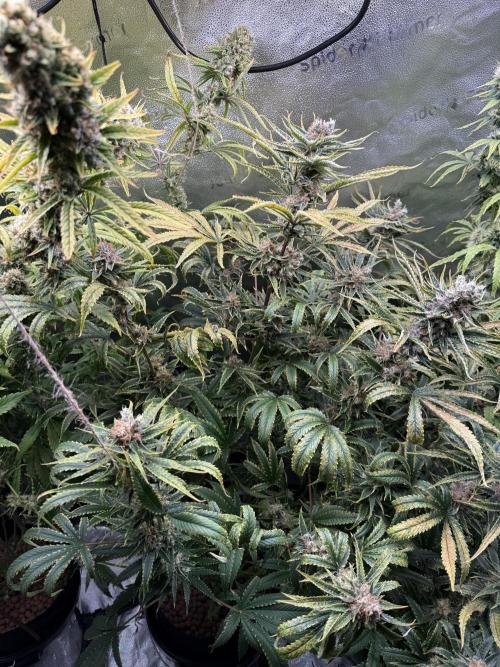 Gorilla GG4 - Ganja Farmer. Week 13