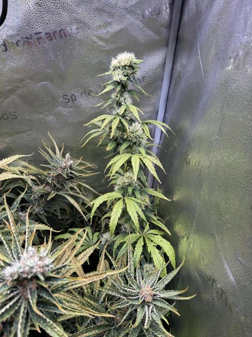 Gorilla GG4 - Ganja Farmer. Week 13