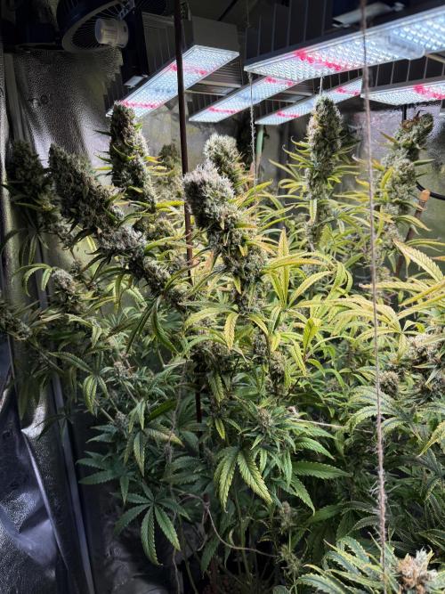 Gorilla GG4 - Ganja Farmer. Week 13