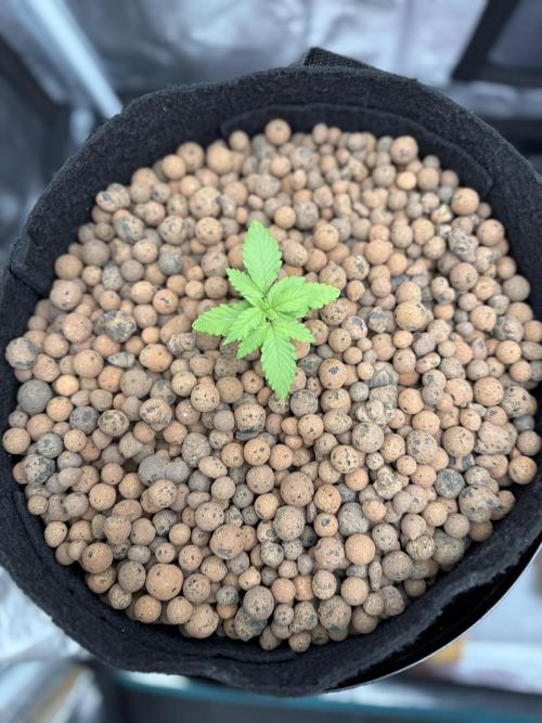 Jack Herer - Sensi Seeds. Week 1