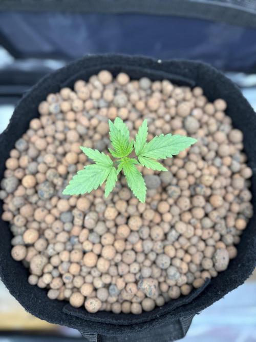 Jack Herer - Sensi Seeds. Week 1