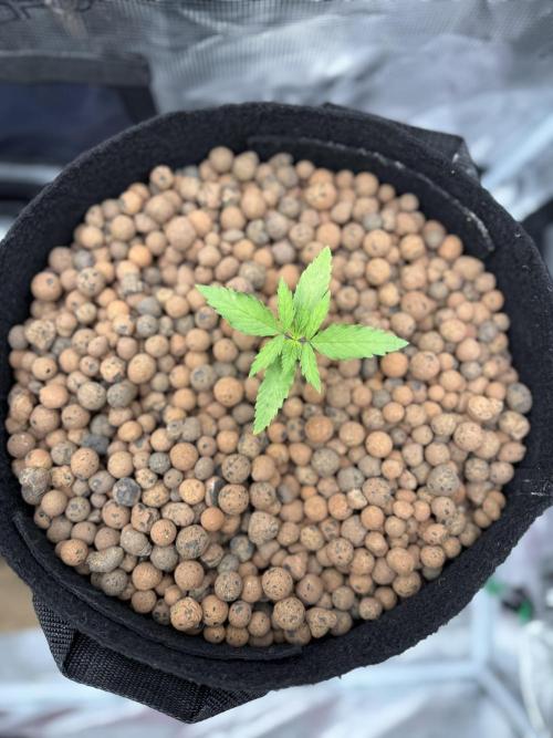 Jack Herer Fem. Week 1