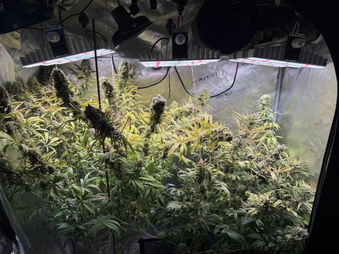 Gorilla GG4 - Ganja Farmer. Week 14