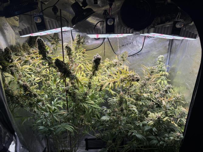Gorilla GG4 - Ganja Farmer. Week 14