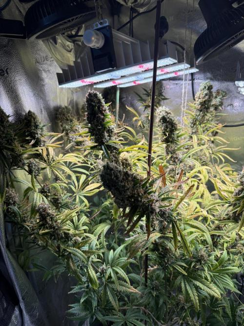 Gorilla GG4 - Ganja Farmer. Week 14