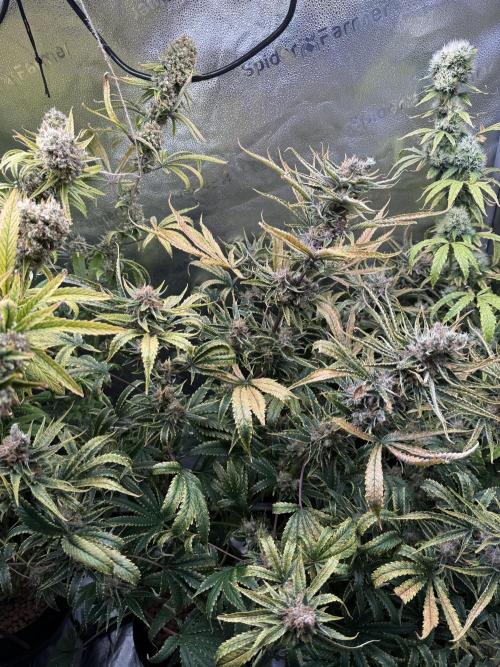 Gorilla GG4 - Ganja Farmer. Week 14