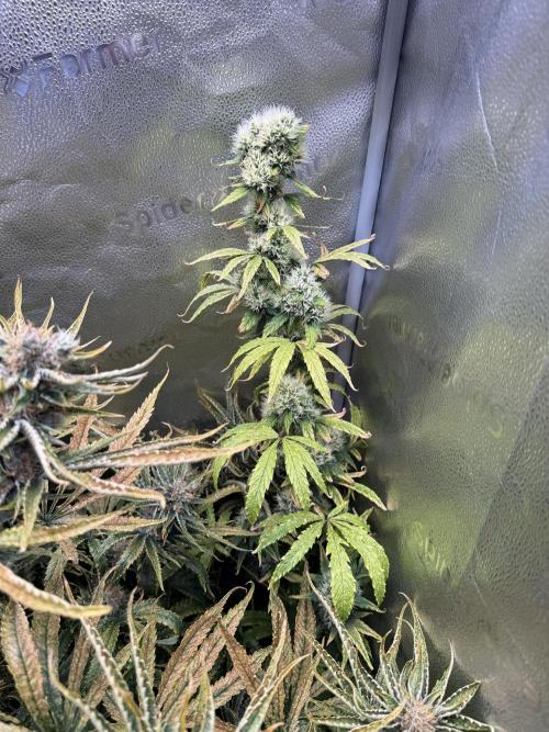 Gorilla GG4 - Ganja Farmer. Week 14