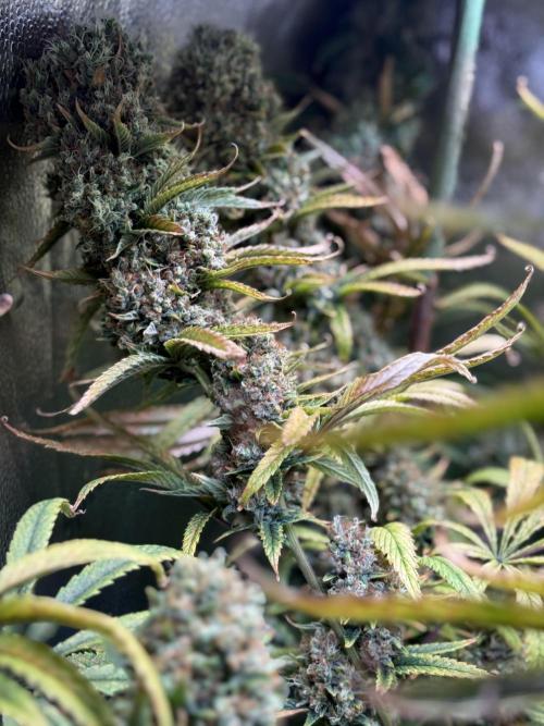 Gorilla GG4 - Ganja Farmer. Week 14