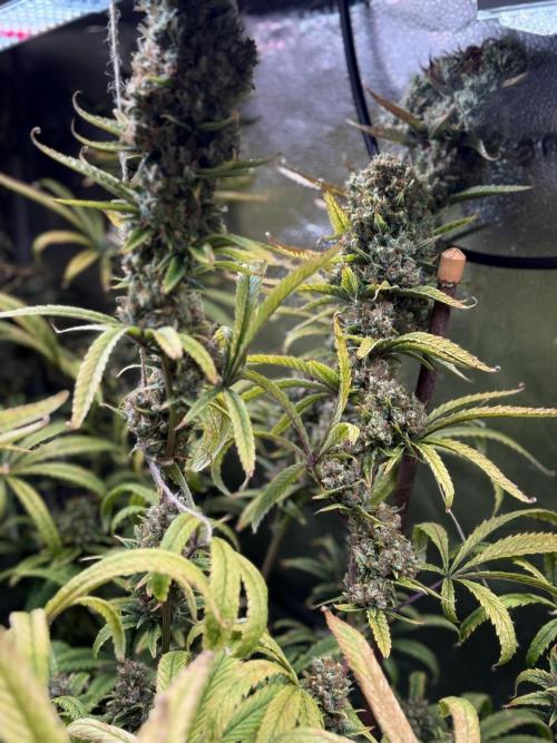 Gorilla GG4 - Ganja Farmer. Week 14