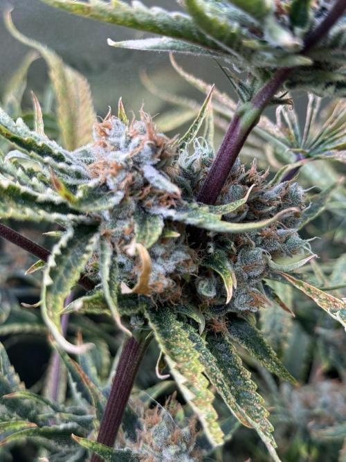 Gorilla GG4. Week 14