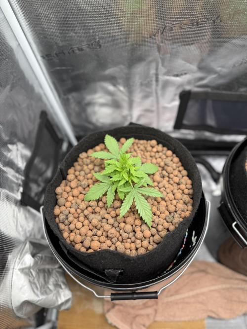 Jack Herer - Sensi Seeds. Week 2