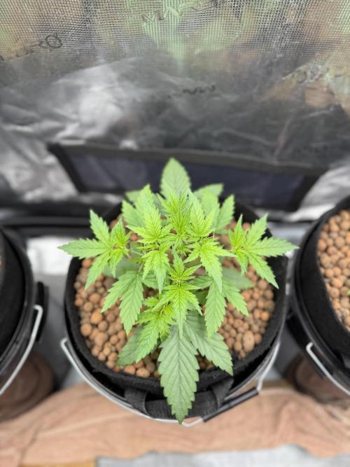Jack Herer - Sensi Seeds. Week 2