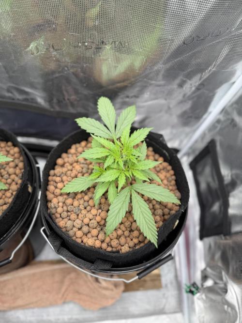 Jack Herer - Sensi Seeds. Week 2
