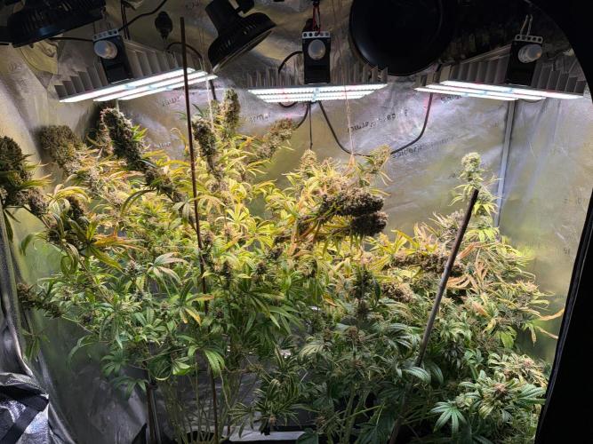 Gorilla GG4 - Ganja Farmer. Week 15