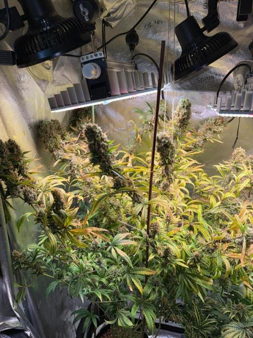 Gorilla GG4 - Ganja Farmer. Week 15