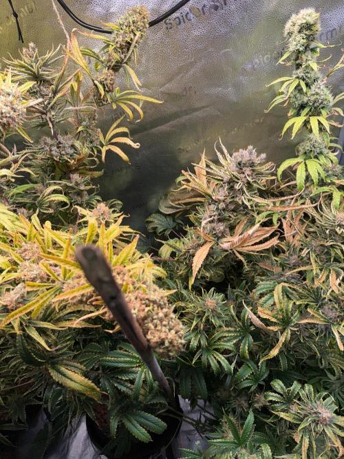 Gorilla GG4 - Ganja Farmer. Week 15