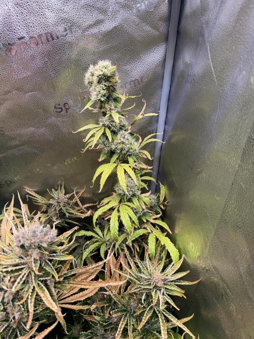 Gorilla GG4 - Ganja Farmer. Week 15