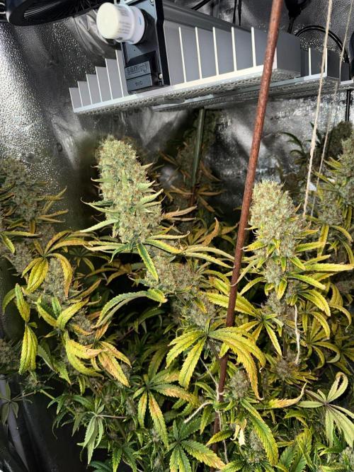 Gorilla GG4 - Ganja Farmer. Week 15