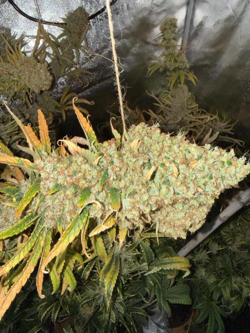 Gorilla GG4 - Ganja Farmer. Week 15
