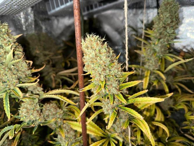 Gorilla GG4 - Ganja Farmer. Week 15