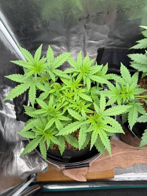 Jack Herer - Sensi Seeds. Week 3