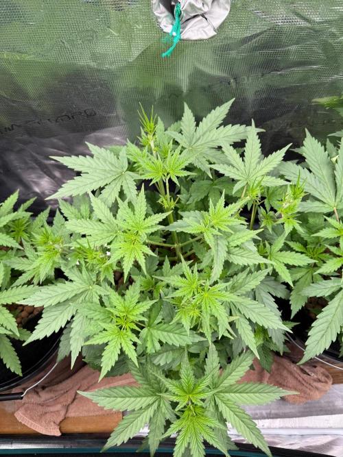 Jack Herer - Sensi Seeds. Week 3