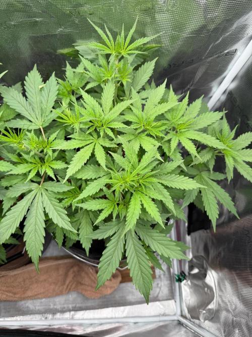 Jack Herer Fem. Week 3