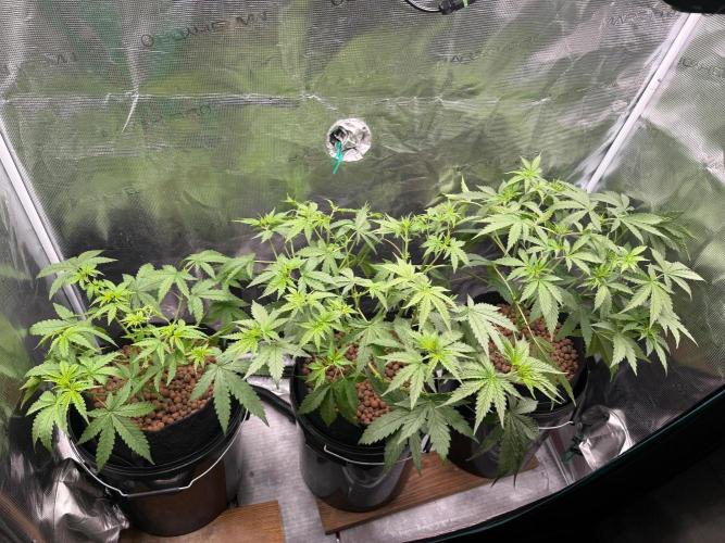 Jack Herer - Sensi Seeds. Week 4