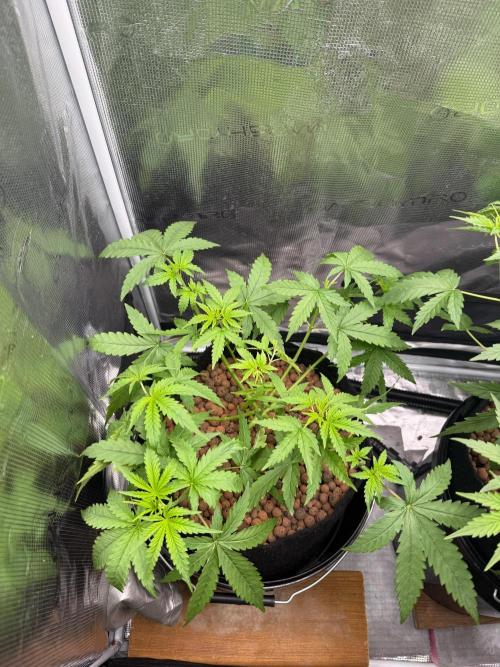 Jack Herer - Sensi Seeds. Week 4
