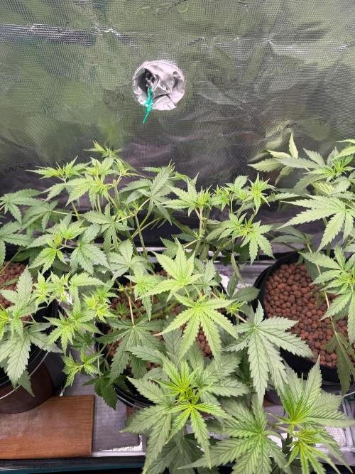 Jack Herer - Sensi Seeds. Week 4