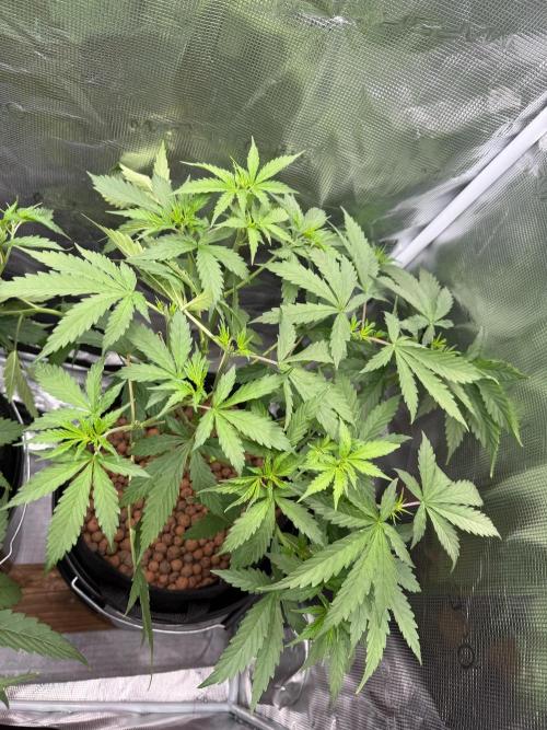 Jack Herer Fem. Week 4
