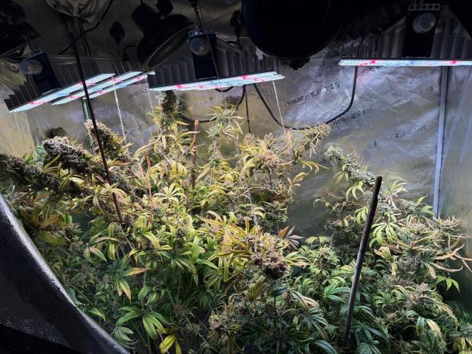 Gorilla GG4 - Ganja Farmer. Week 16