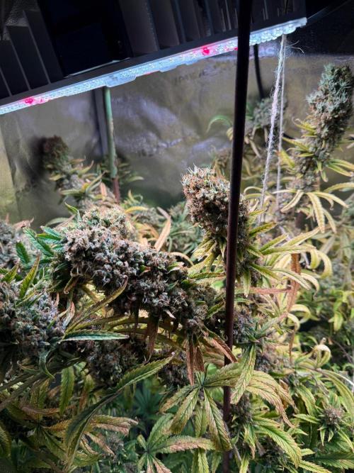 Gorilla GG4 - Ganja Farmer. Week 16