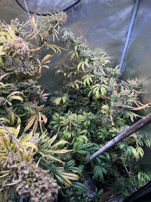 Gorilla GG4 - Ganja Farmer. Week 16