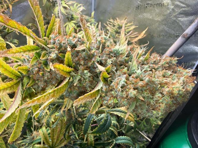 Gorilla GG4 - Ganja Farmer. Week 16