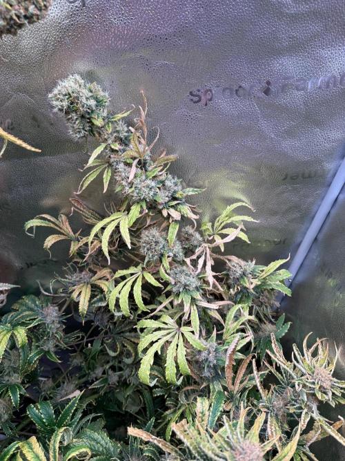 Gorilla GG4 - Ganja Farmer. Week 16