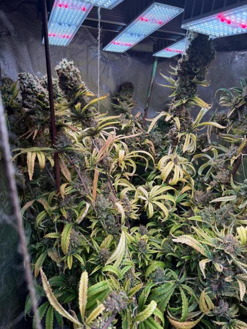 Gorilla GG4 - Ganja Farmer. Week 16