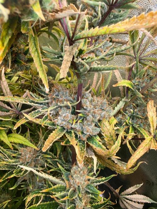 Gorilla GG4 - Ganja Farmer. Week 16