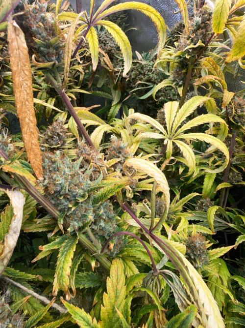 Gorilla GG4 - Ganja Farmer. Week 16