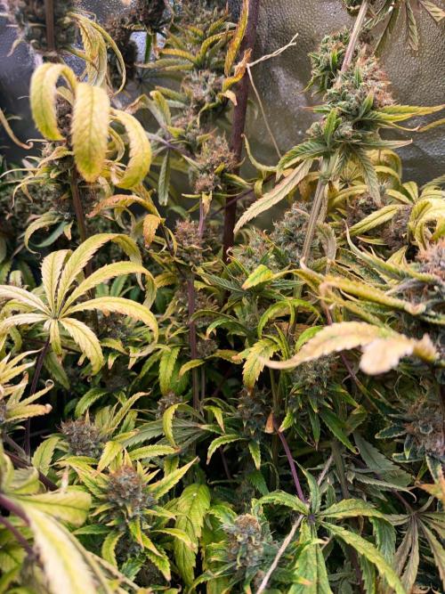 Gorilla GG4 - Ganja Farmer. Week 16