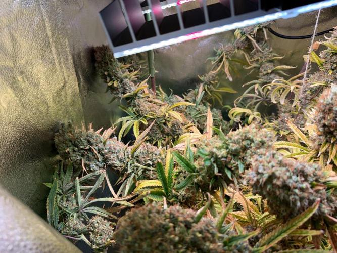 Gorilla GG4 - Ganja Farmer. Week 16