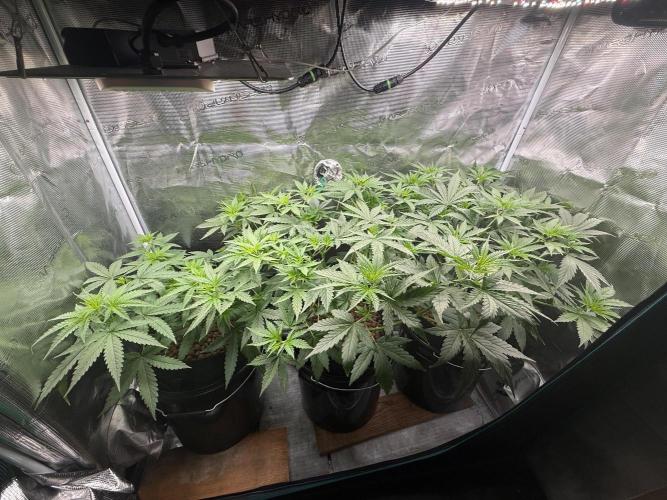 Jack Herer - Sensi Seeds. Week 5